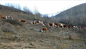 MEVSİM KIŞ, AYLARDAN ARALIK, AMA HAYVANLAR MERADA!