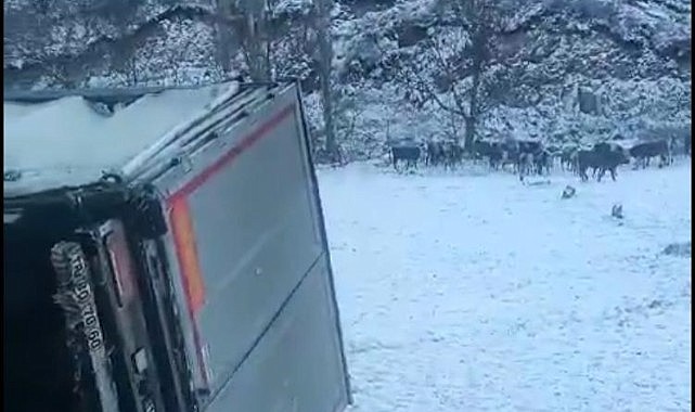 Ardahan’dan giden hayvan yüklü tır devrildi
