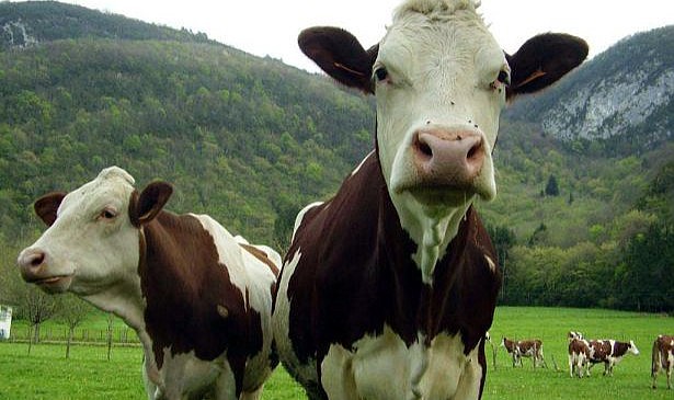 Ardahan'da büyükbaş hayvan çobanı krizi