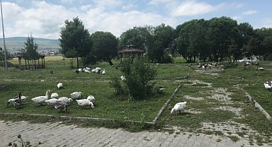 Kazlar meralarda besleniyor