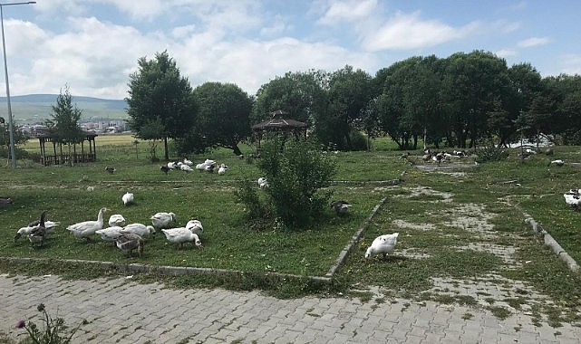Kura Nehri'nde renkli kaz manzarası