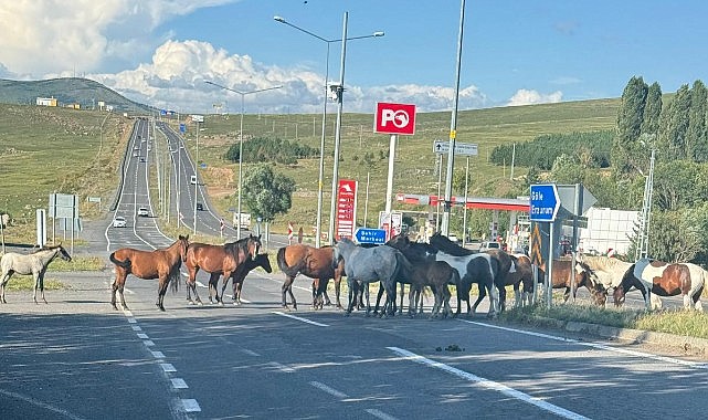 Osman bu atların sahibi nerede?