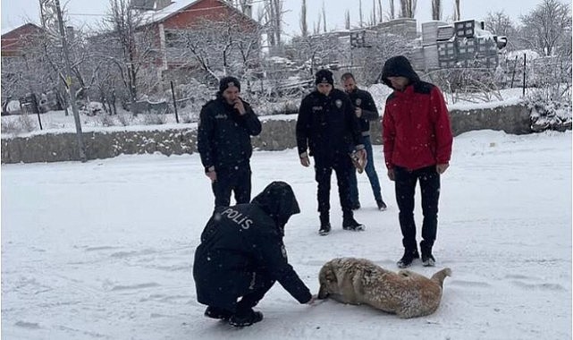Polisler devletin şefkat elini 'sokak hayvanlarına' uzattı