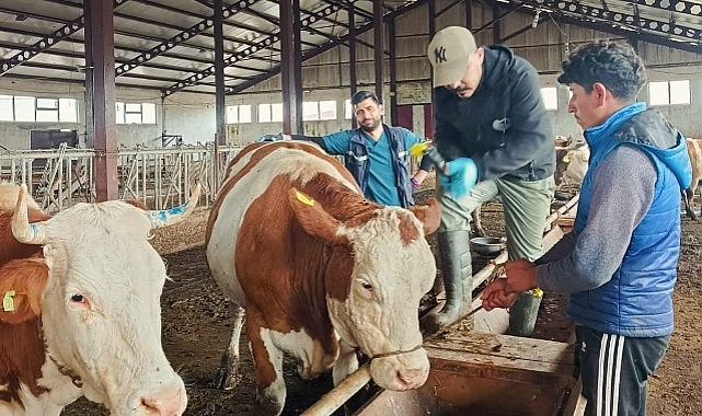 Ardahan'da şap aşısı seferberliği