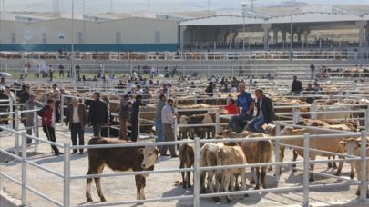 Ardahan’da Hayvan Pazarı Pazartesi Açılıyor