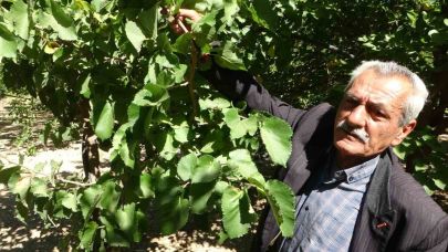 Kayısıya alternatif olarak yetiştirilen karadut yüz güldürüyor