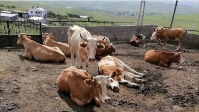 Şap Salgını: Sessizlik, Salgından Daha Tehlikeli!