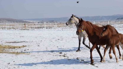 Malatya’da 2026 şampiyon adayı taylar dünyaya gelmeye başladı