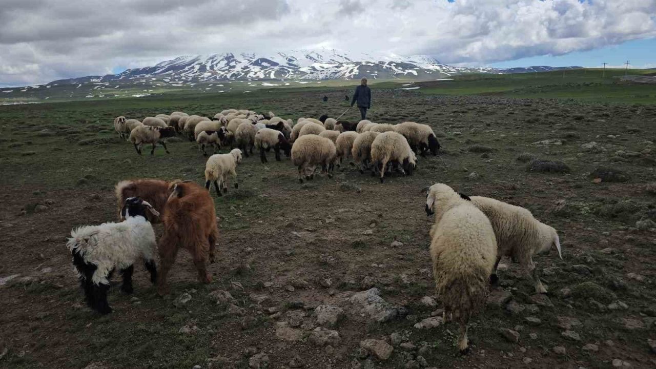 Adilcevaz’da sürüler yaylaya çıktı