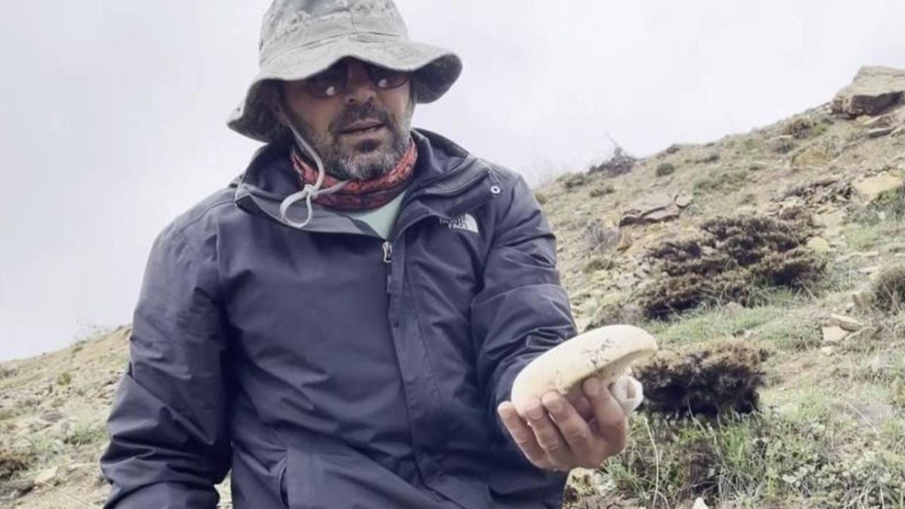 Bulmak için sabah erkenden dağa çıkıyorlar! Fiyatı altınla yarışıyor