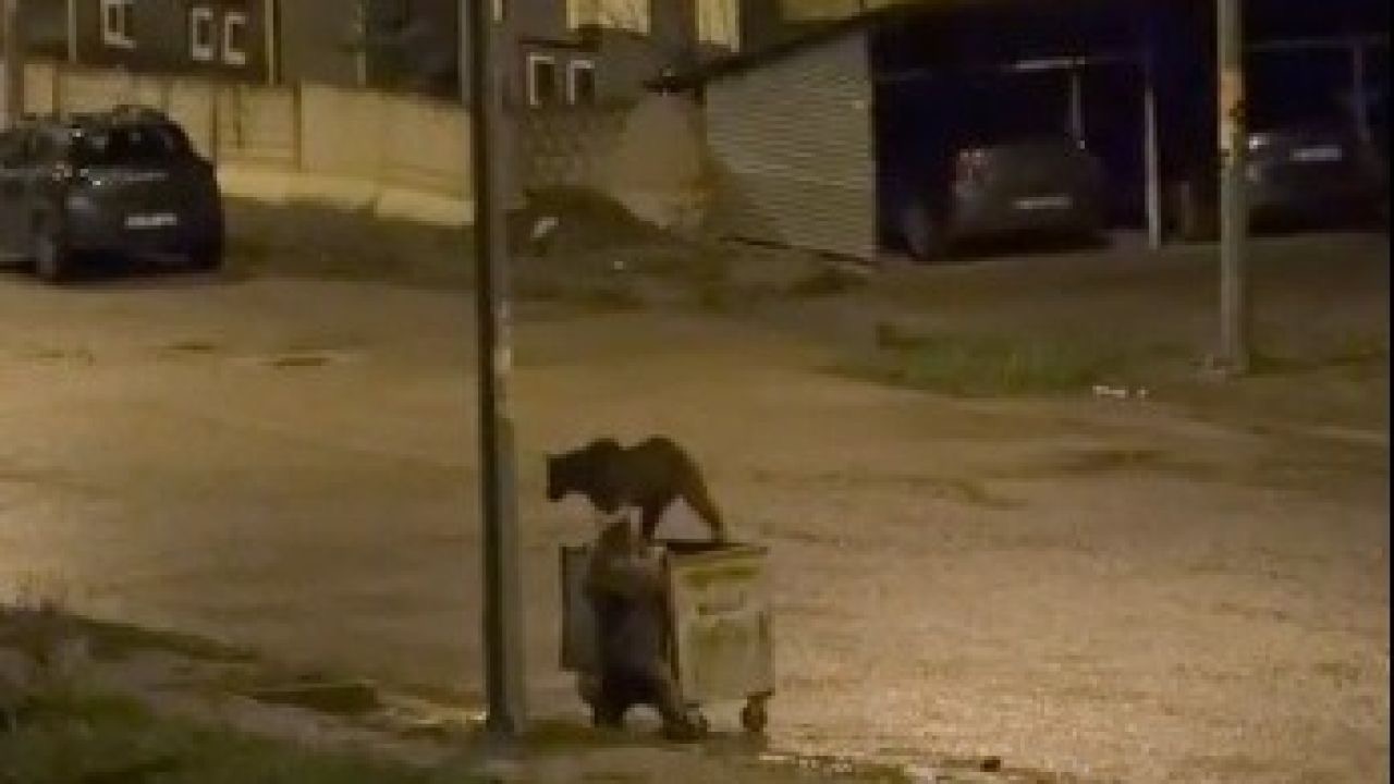 Kars’ta ayıların görev paylaşımı: Biri yedi, diğeri nöbet tuttu
