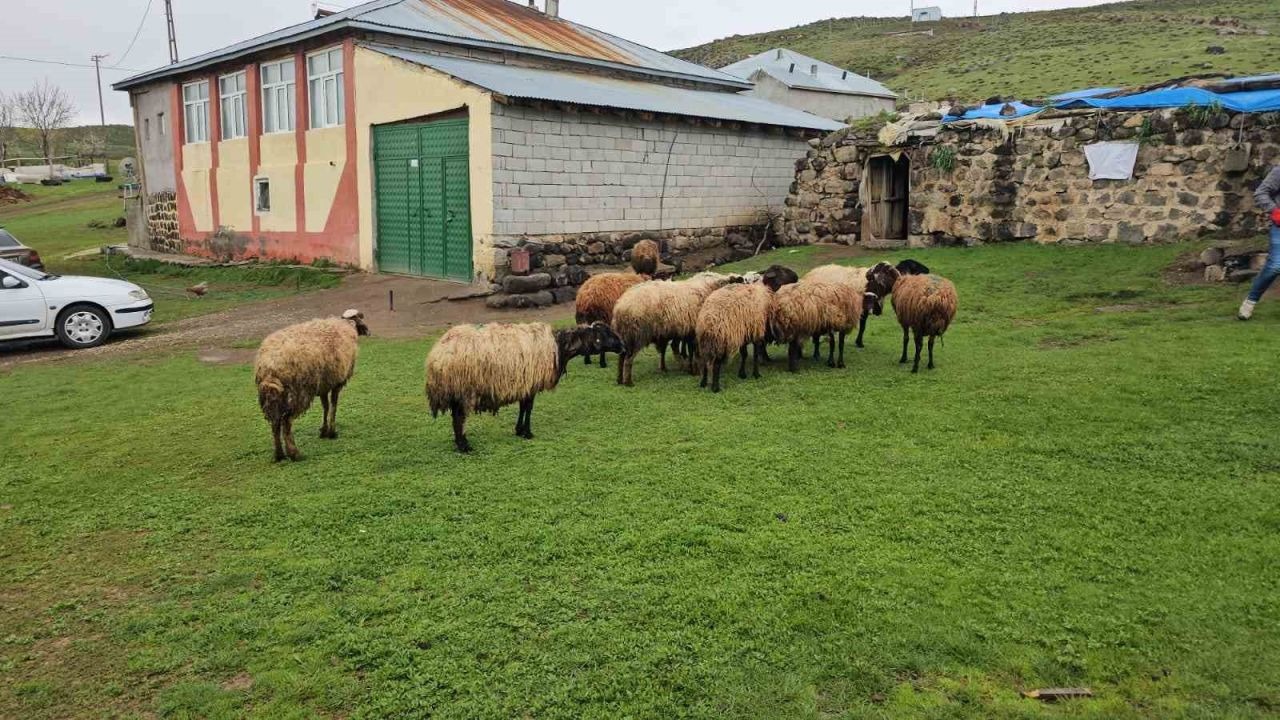Kurt saldırısı: 3 koyun telef oldu, 20 koyun yaralandı