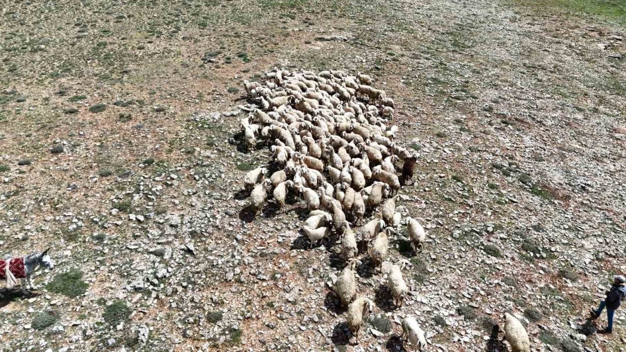 Malatya’da küçükbaş hayvanlar meralarla buluştu