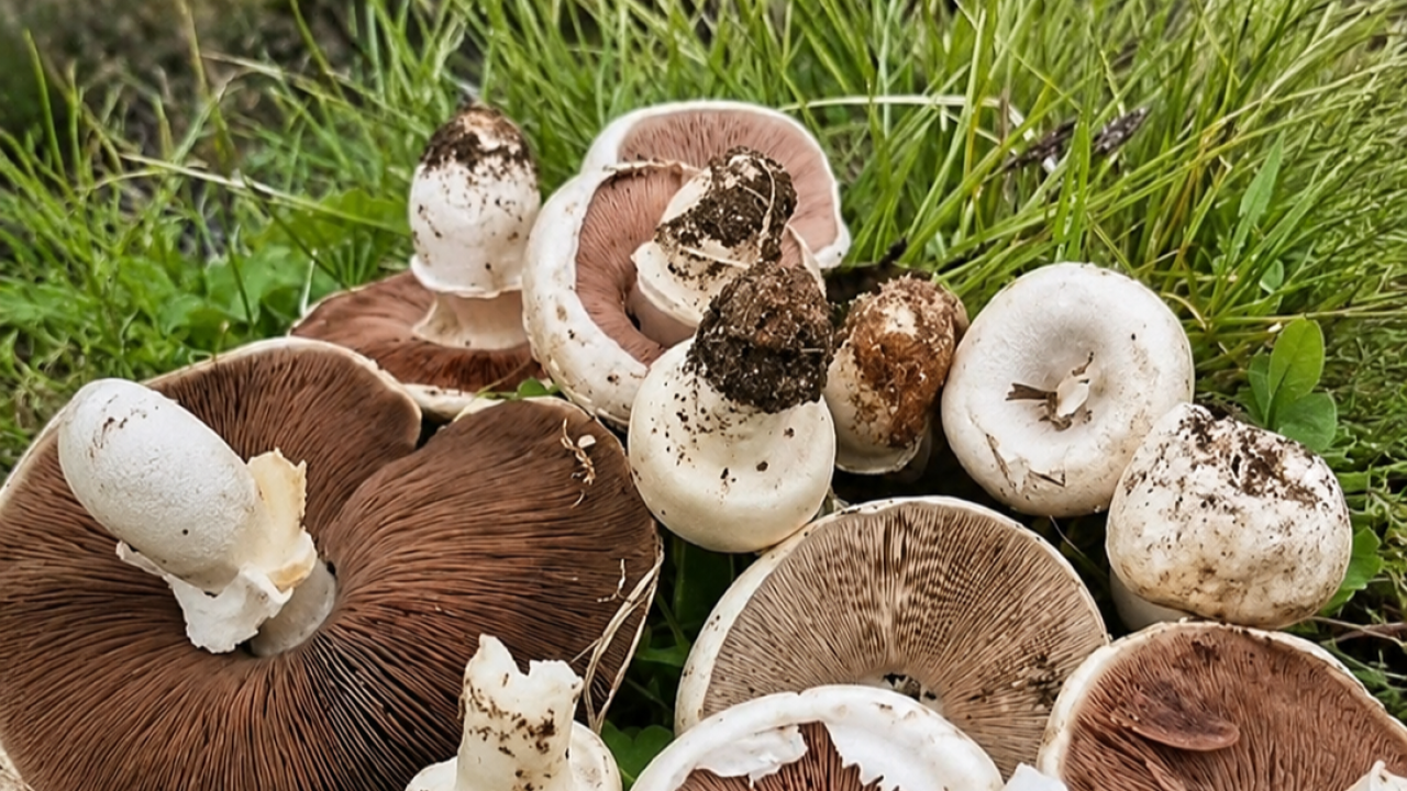 Yağmurlar mantarları gün yüzüne çıkardı