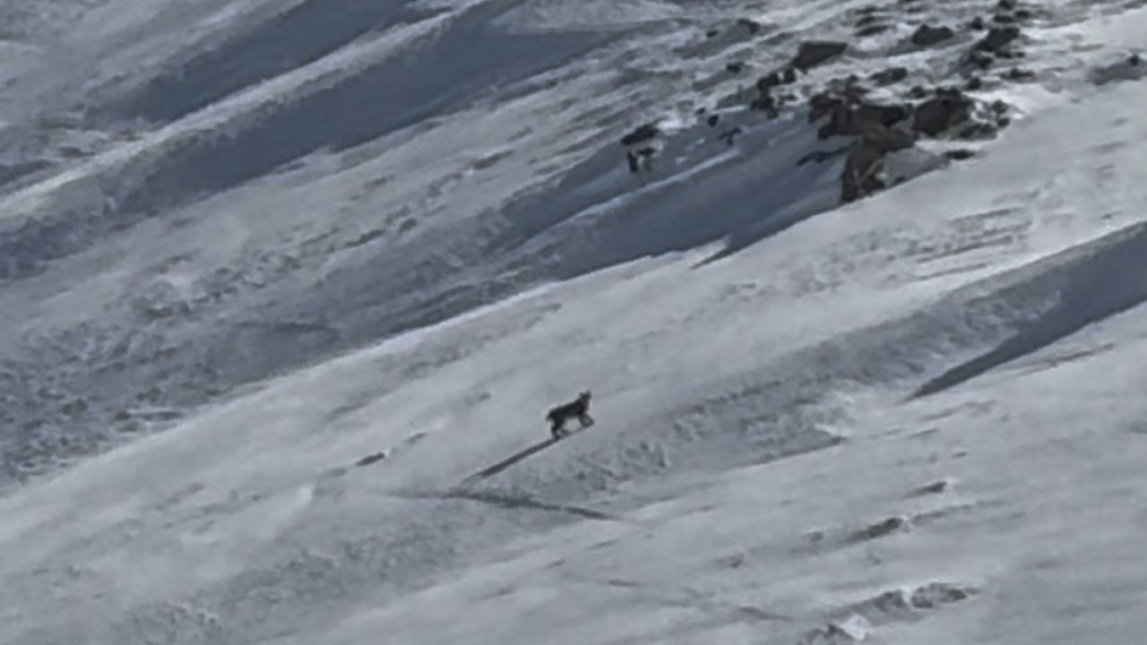 Bitlis’te nesli tehlike altında olan vaşak görüntülendi