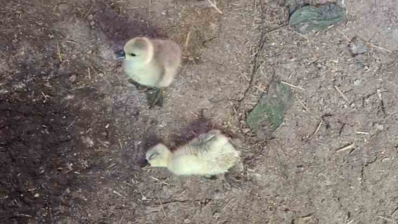 Elazığ’da yılan kümesteki 5 kaz yavrusunu telef etti