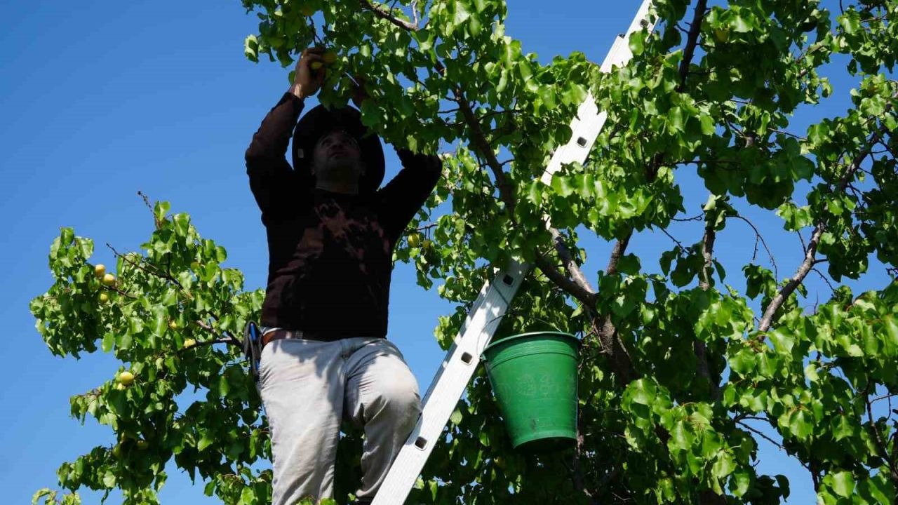 Iğdır’da binlerce tonluk sarı altın hasadı başladı