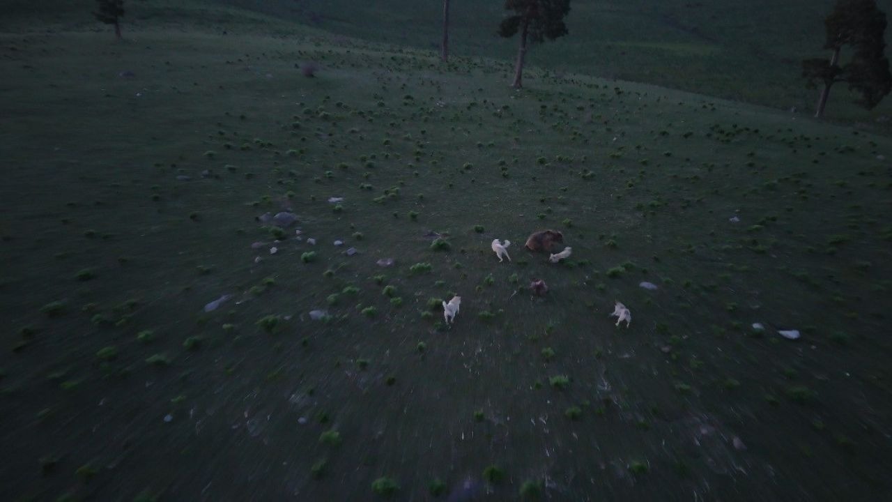 Kars’ta boz ayı ile köpeklerin kovalamacası dron kamerasına yansıdı