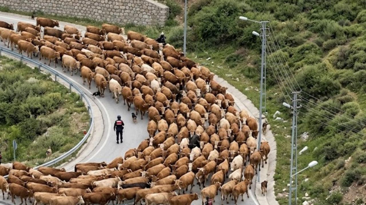 Posof’un Meraları İşgalden Kurtuldu