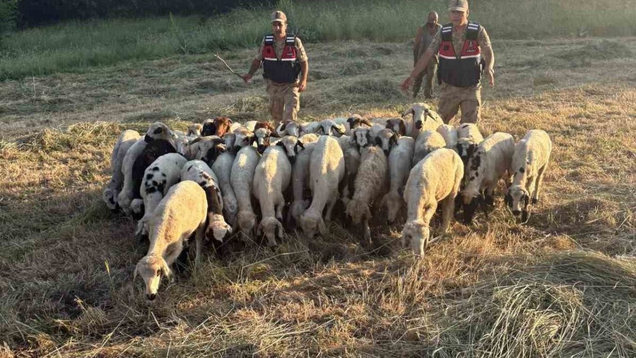 Tunceli’de kayıp küçükbaş hayvanlar dron desteğiyle bulundu