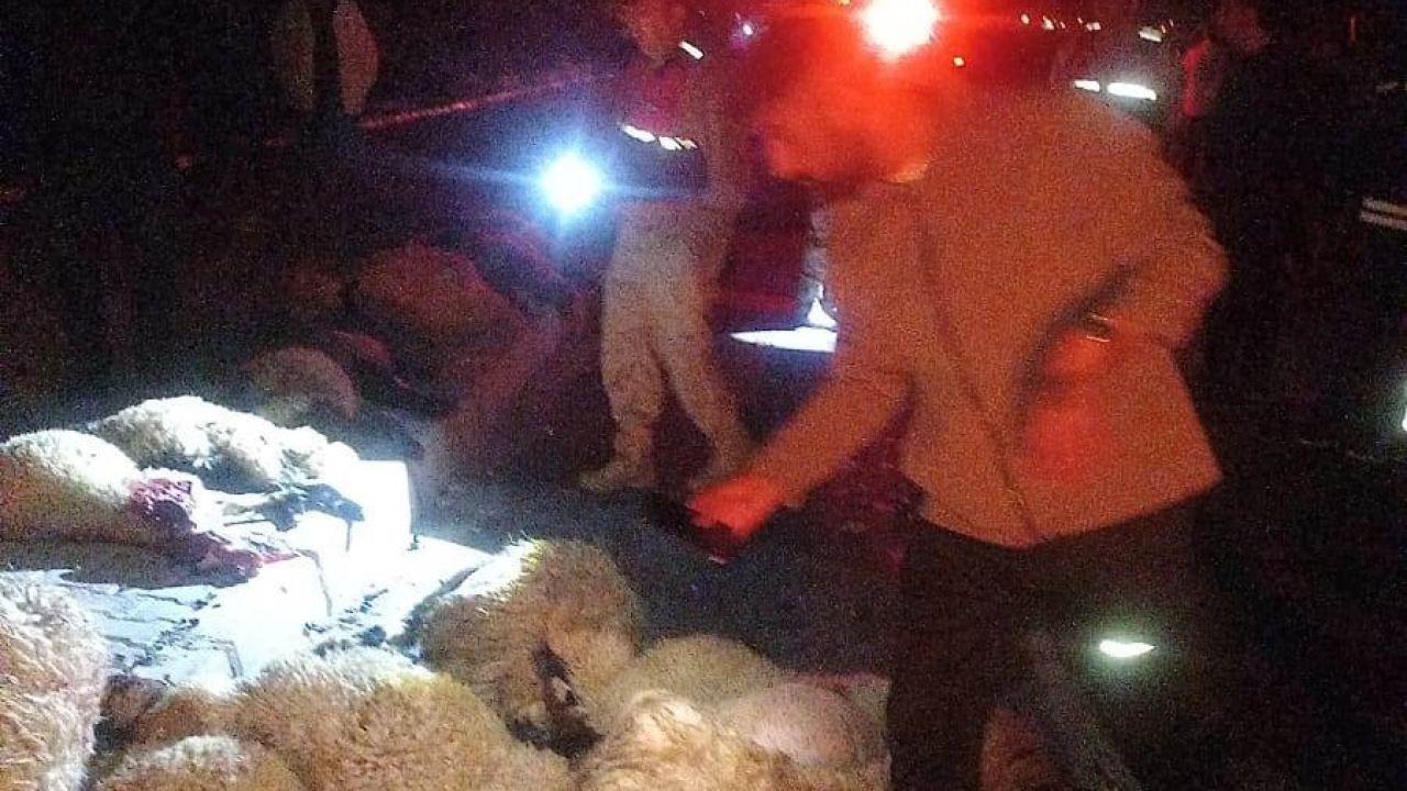 Van’da otomobil koyun sürüsüne çarptı: 17 koyun telef oldu