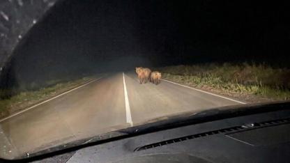 Yalnızçam Yolunu “Ayılar” Kesti
