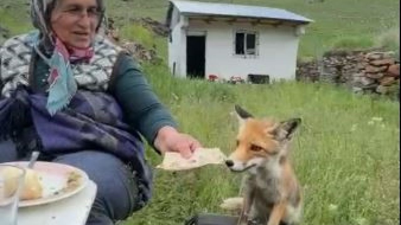 Yaylada Sedriye ninenin sofrasına oturan tilki, ikram edilen ekmeği yemedi