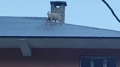 Yaramazlığın bu kadarı: Çatıya çıkan iki keçi mahalleliyi ayağa kaldırdı
