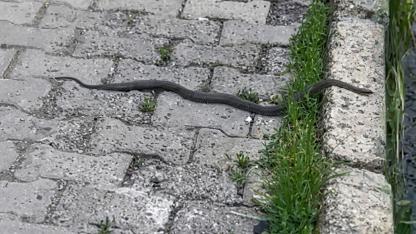 Karagöl Mahallesinde Yılan Paniği