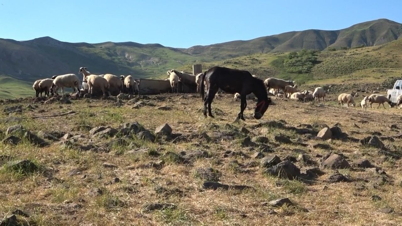 Tunceli’de üreticiler hayvan başına yaklaşık 30 TL ödeyerek yaylalardan faydalanabiliyor